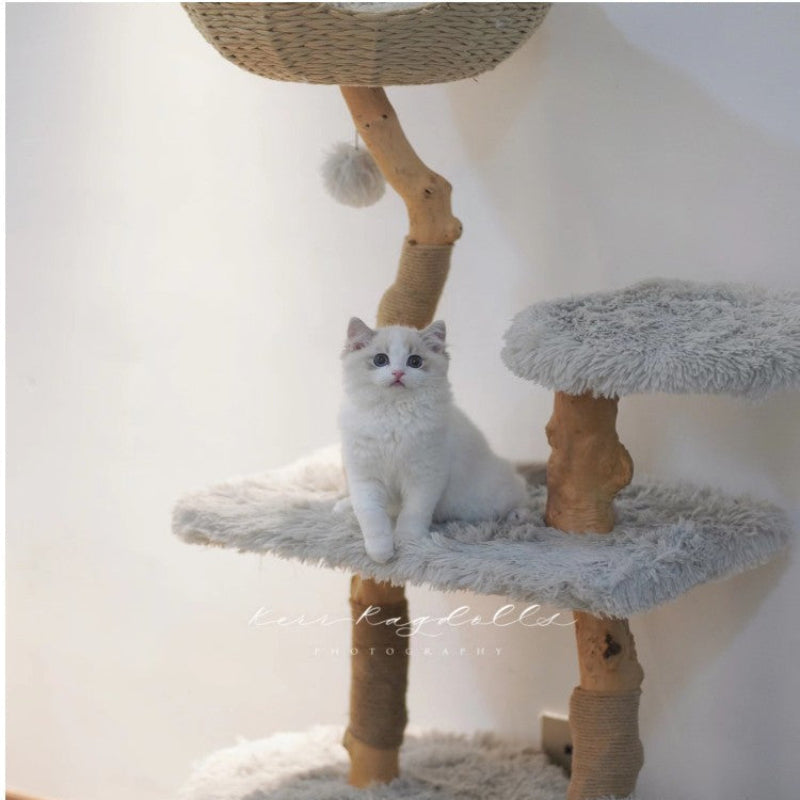 Cloud Series Cat Tree With Natural Branch Scratching Tree & Cat Condo